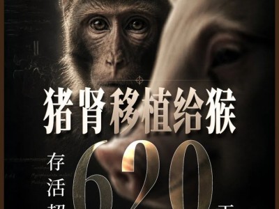 杭州配資：豬腎移植到猴身上，存活超620天刷新紀(jì)錄，異種器官移植迎來“中國(guó)時(shí)刻”